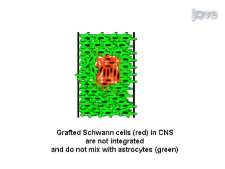 Analysis of Schwann-astrocyte Interactions Using <em>In Vitro</em> Assays