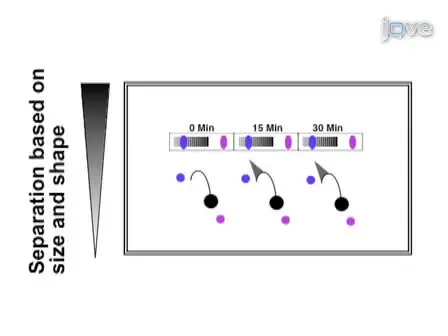 Visualization of UV-induced Replication Intermediates in <em>E. coli</em> using Two-dimensional Agarose-gel Analysis