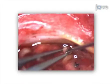 Methods for Experimental Manipulations after Optic Nerve Transection in the Mammalian CNS