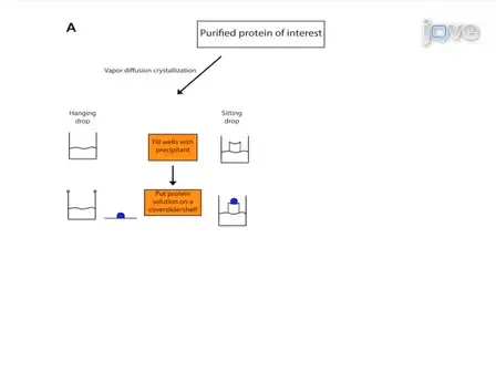 Protein Crystallization for X-ray Crystallography