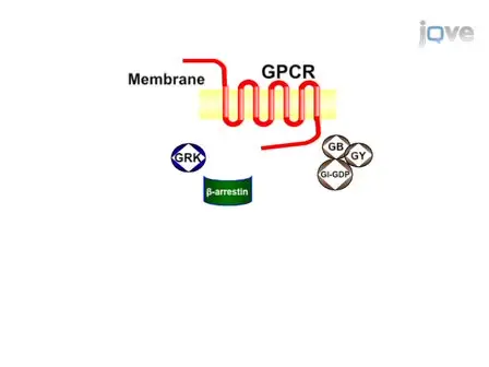 Real-time Imaging of Leukotriene B<sub>4</sub> Mediated Cell Migration and BLT1 Interactions with &beta;-arrestin