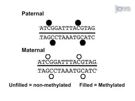 Determination of DNA Methylation of Imprinted Genes in <em>Arabidopsis</em> Endosperm