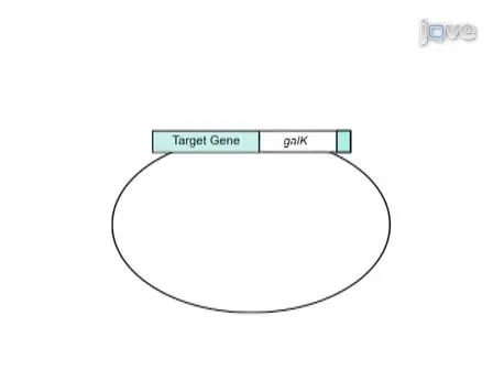 The Production of <em>C. elegans</em> Transgenes via Recombineering with the <em>galK</em> Selectable Marker