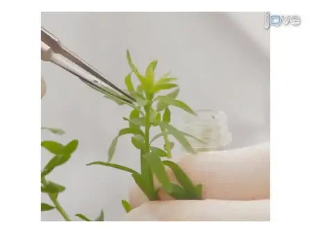 Environmentally Induced Heritable Changes in Flax