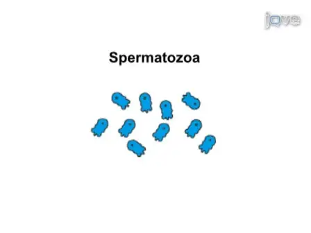 Isolation and <em>In vitro</em> Activation of <em>Caenorhabditis elegans</em> Sperm
