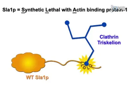 <em>In vivo</em> and <em>in vitro</em> Studies of Adaptor-clathrin Interaction