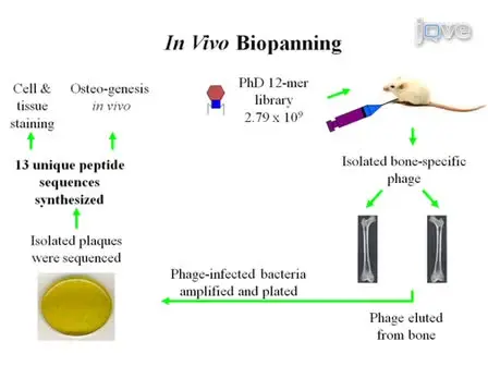 Peptides from Phage Display Library Modulate Gene Expression in Mesenchymal Cells and Potentiate Osteogenesis in Unicortical Bone Defects
