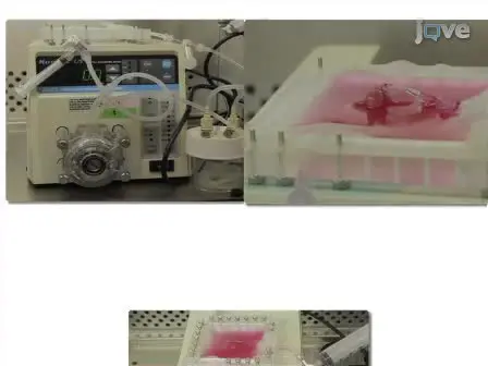 Decellularization and Recellularization of Whole Livers