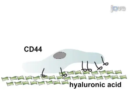 Micropatterned Surfaces to Study Hyaluronic Acid Interactions with Cancer Cells