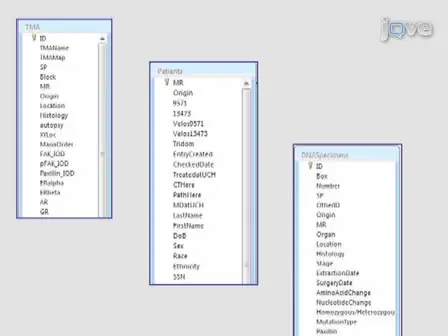 Generation of Comprehensive Thoracic Oncology Database - Tool for Translational Research