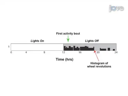 Measuring Circadian and Acute Light Responses in Mice using Wheel Running Activity