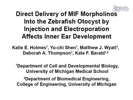 Direct Delivery of MIF Morpholinos Into the Zebrafish Otocyst by Injection and Electroporation Affects Inner Ear Development