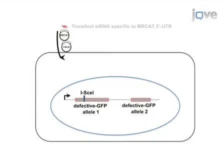 Identifying the Effects of BRCA1 Mutations on Homologous Recombination using Cells that Express Endogenous Wild-type BRCA1
