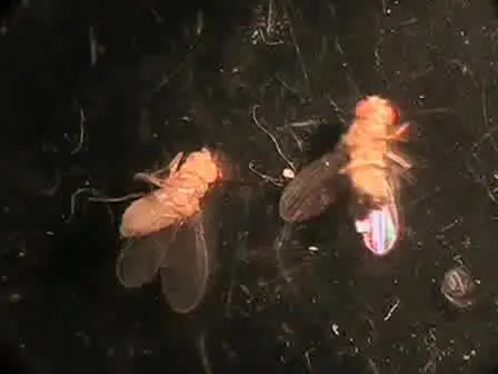 Whole Cell Recordings from Brain of Adult Drosophila