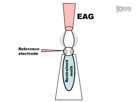 Electrophysiological Measurements from a Moth Olfactory System
