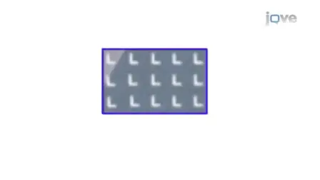 Improved Visualization and Quantitative Analysis of Drug Effects Using Micropatterned Cells