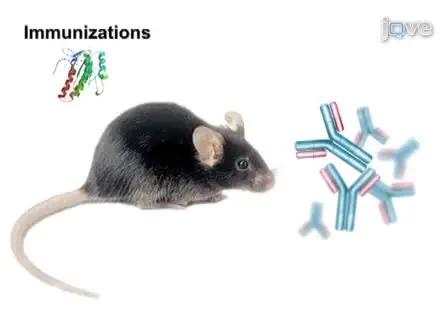 Passive Administration of Monoclonal Antibodies Against <em>H. capsulatum</em> and Others Fungal Pathogens