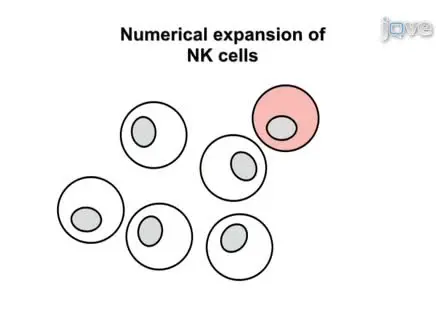 Expansion, Purification, and Functional Assessment of Human Peripheral Blood NK Cells 