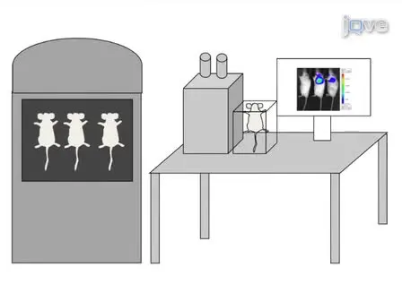 Using Luciferase to Image Bacterial Infections in Mice