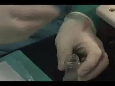 Murine Pancreatic Islet Isolation