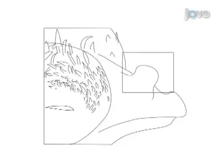Assessing Signaling Properties of Ectodermal Epithelia During Craniofacial Development