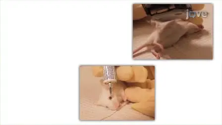 Principles of Rodent Surgery for the New Surgeon