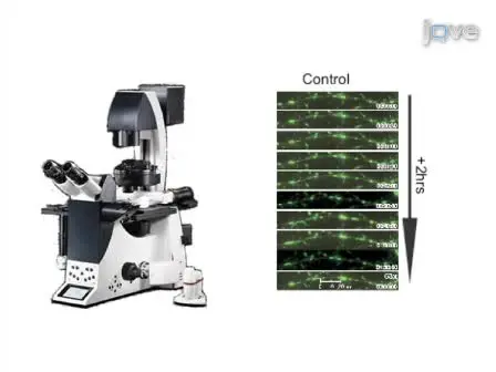 Neuromodulation and Mitochondrial Transport: Live Imaging in Hippocampal Neurons over Long Durations