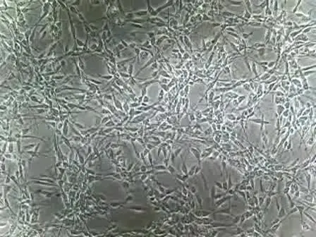 Passaging Human Neural Stem Cells
