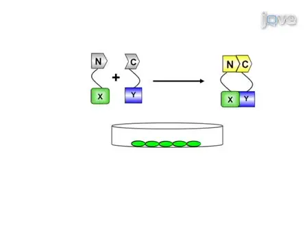 Bimolecular Fluorescence Complementation