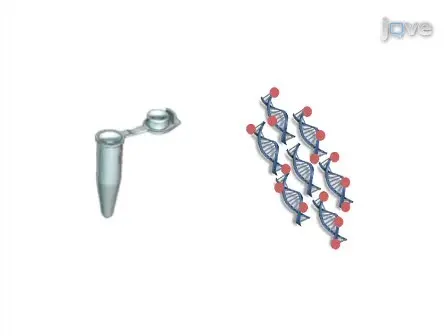 ampliPHOX Colorimetric Detection on a DNA Microarray for Influenza