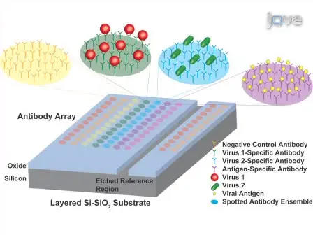 Biomolecular Detection employing the Interferometric Reflectance Imaging Sensor (IRIS)