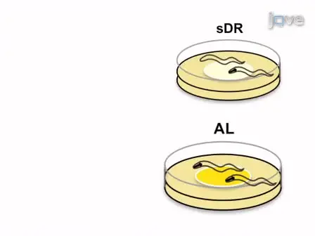 Solid Plate-based Dietary Restriction in <em>Caenorhabditis elegans</em>
