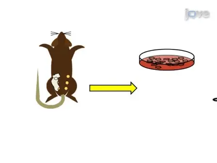 Mammary Transplantation of Stromal Cells and Carcinoma Cells in C57BL/6J Mice