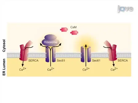 Live Cell Calcium Imaging Combined with siRNA Mediated Gene Silencing Identifies Ca<sup>2+</sup> Leak Channels in the ER Membrane and their Regulatory Mechanisms