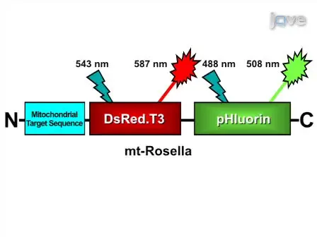 A Fluorescence Microscopy Assay for Monitoring Mitophagy in the Yeast <em>Saccharomyces cerevisiae</em>