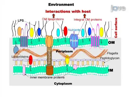 Immuno-fluorescence Assay of Leptospiral Surface-exposed Proteins