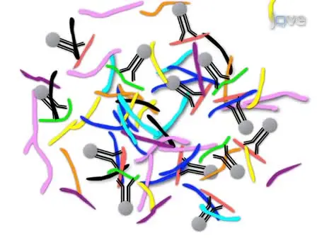 Quantification of Proteins Using Peptide Immunoaffinity Enrichment Coupled with Mass Spectrometry