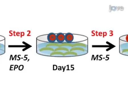 Lentiviral-mediated Knockdown During <em>Ex Vivo</em> Erythropoiesis of Human Hematopoietic Stem Cells