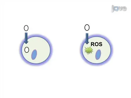 Screening Assay for Oxidative Stress in a Feline Astrocyte Cell Line, G355-5