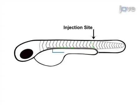 Laser Ablation of the Zebrafish Pronephros to Study Renal Epithelial Regeneration
