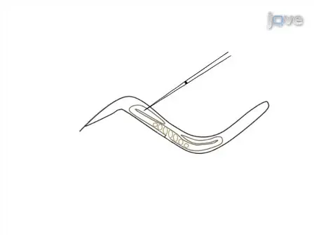 Time-lapse Microscopy of Early Embryogenesis in <em>Caenorhabditis elegans</em>