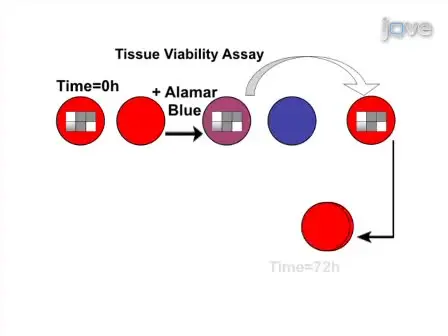 <em>Ex Vivo</em> Infection of Live Tissue with Oncolytic Viruses