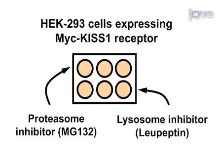Mutagenesis and Analysis of Genetic Mutations in the GC-rich KISS1 Receptor Sequence Identified in Humans with Reproductive Disorders