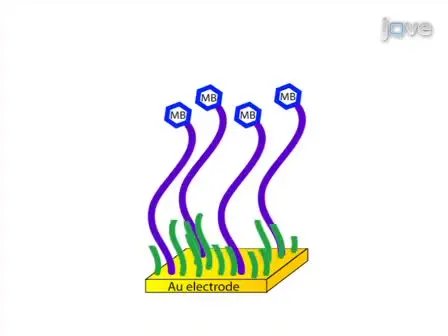 Fabrication of Electrochemical-DNA Biosensors for the Reagentless Detection of Nucleic Acids, Proteins and Small Molecules