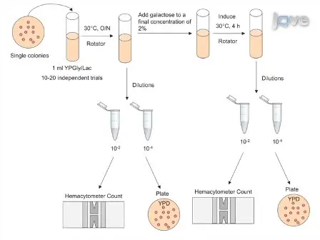 Quantitation and Analysis of the Formation of HO-Endonuclease Stimulated Chromosomal Translocations by Single-Strand Annealing in <em>Saccharomyces cerevisiae</em>
