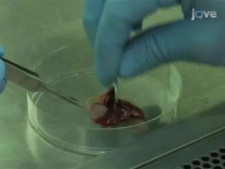 Isolation of CD133+ Liver Stem Cells for Clonal Expansion