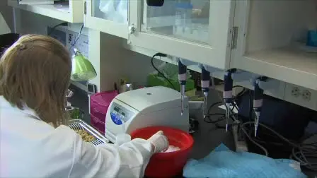 Isolation of Primary Mouse Trophoblast Cells and Trophoblast Invasion Assay