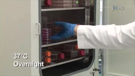 MISSION LentiPlex Pooled shRNA Library Screening in Mammalian Cells