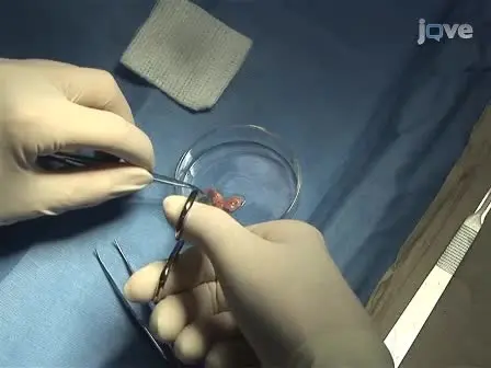 Mouse Model of Surgically-induced Endometriosis by Auto-transplantation of Uterine Tissue