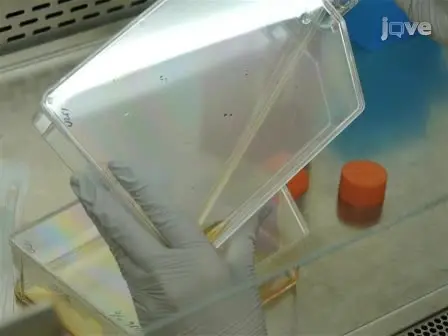 Combination Radiotherapy in an Orthotopic Mouse Brain Tumor Model